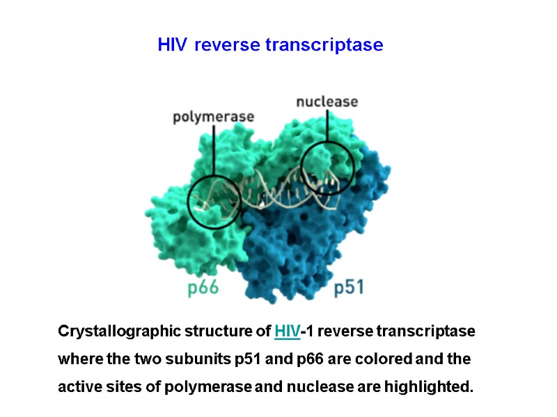 Crystallographic structure of HIV-1 reverse transcriptase where the two subunits p51 and p66 are